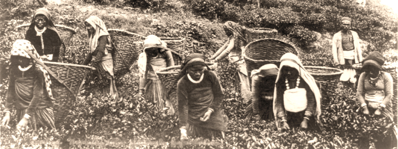 picking tea in Darjeeling